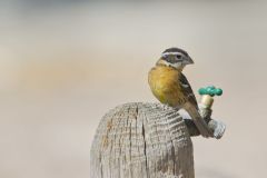 Black-headed Grosbeak, Pheucticus melanocephalus