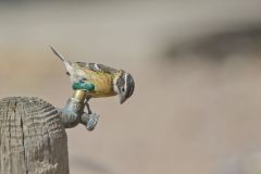 Black-headed Grosbeak, Pheucticus melanocephalus