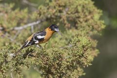 Black-headed Grosbeak, Pheucticus melanocephalus