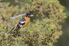Black-headed Grosbeak, Pheucticus melanocephalus