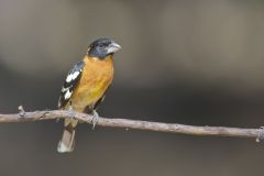Black-headed Grosbeak, Pheucticus melanocephalus