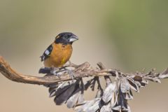 Black-headed Grosbeak, Pheucticus melanocephalus Black-headed Grosbeak, Pheucticus melanocephalus