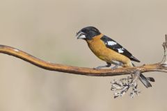 Black-headed Grosbeak, Pheucticus melanocephalus Black-headed Grosbeak, Pheucticus melanocephalus