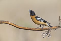 Black-headed Grosbeak, Pheucticus melanocephalus Black-headed Grosbeak, Pheucticus melanocephalus