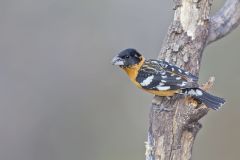 Black-headed Grosbeak, Pheucticus melanocephalus Black-headed Grosbeak, Pheucticus melanocephalus