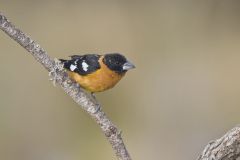 Black-headed Grosbeak, Pheucticus melanocephalus Black-headed Grosbeak, Pheucticus melanocephalus