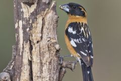 Black-headed Grosbeak, Pheucticus melanocephalus Black-headed Grosbeak, Pheucticus melanocephalus