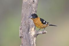 Black-headed Grosbeak, Pheucticus melanocephalus Black-headed Grosbeak, Pheucticus melanocephalus