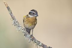 Black-headed Grosbeak, Pheucticus melanocephalus Black-headed Grosbeak, Pheucticus melanocephalus