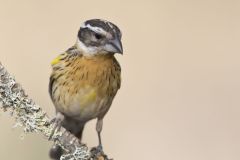 Black-headed Grosbeak, Pheucticus melanocephalus Black-headed Grosbeak, Pheucticus melanocephalus