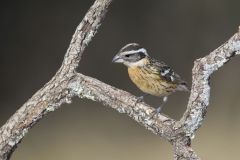 Black-headed Grosbeak, Pheucticus melanocephalus Black-headed Grosbeak, Pheucticus melanocephalus