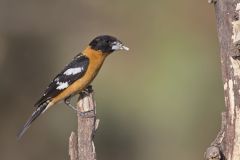 Black-headed Grosbeak, Pheucticus melanocephalus Black-headed Grosbeak, Pheucticus melanocephalus