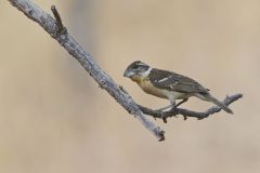 Black-headed Grosbeak, Pheucticus melanocephalus Black-headed Grosbeak, Pheucticus melanocephalus