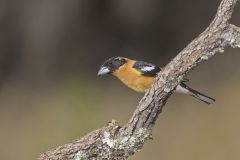 Black-headed Grosbeak, Pheucticus melanocephalus Black-headed Grosbeak, Pheucticus melanocephalus