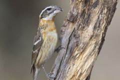 Black-headed Grosbeak, Pheucticus melanocephalus Black-headed Grosbeak, Pheucticus melanocephalus