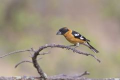 Black-headed Grosbeak, Pheucticus melanocephalus Black-headed Grosbeak, Pheucticus melanocephalus