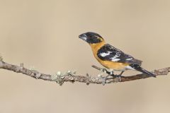Black-headed Grosbeak, Pheucticus melanocephalus Black-headed Grosbeak, Pheucticus melanocephalus