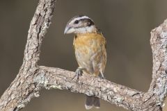 Black-headed Grosbeak, Pheucticus melanocephalus Black-headed Grosbeak, Pheucticus melanocephalus