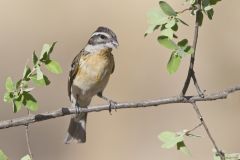 Black-headed Grosbeak, Pheucticus melanocephalus Black-headed Grosbeak, Pheucticus melanocephalus