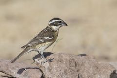 Black-headed Grosbeak, Pheucticus melanocephalus Black-headed Grosbeak, Pheucticus melanocephalus