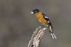 Black-headed Grosbeak, Pheucticus melanocephalus Black-headed Grosbeak, Pheucticus melanocephalus