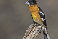Black-headed Grosbeak, Pheucticus melanocephalus Black-headed Grosbeak, Pheucticus melanocephalus