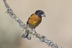 Black-headed Grosbeak, Pheucticus melanocephalus Black-headed Grosbeak, Pheucticus melanocephalus
