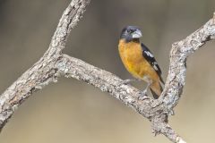Black-headed Grosbeak, Pheucticus melanocephalus Black-headed Grosbeak, Pheucticus melanocephalus