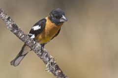 Black-headed Grosbeak, Pheucticus melanocephalus Black-headed Grosbeak, Pheucticus melanocephalus