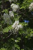 Black Locust, Robinia pseudoacacia