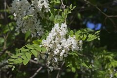 Black Locust