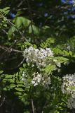 Black Locust, Robinia pseudoacacia