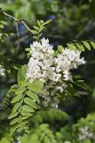 Black Locust, Robinia pseudoacacia