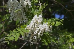Black Locust, Robinia pseudoacacia