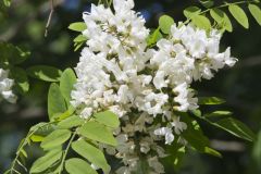 Black Locust, Robinia pseudoacacia