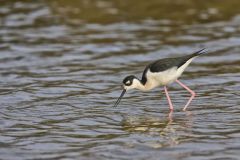 Black-necked Stilt, Himantopus mexicanus