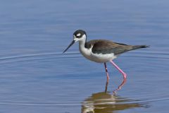Black-necked Stilt, Himantopus mexicanus