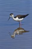 Black-necked Stilt, Himantopus mexicanus