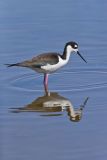 Black-necked Stilt, Himantopus mexicanus