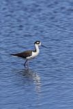 Black-necked Stilt, Himantopus mexicanus