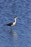 Black-necked Stilt, Himantopus mexicanus