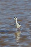 Black-necked Stilt, Himantopus mexicanus