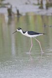 Black-necked Stilt, Himantopus mexicanus