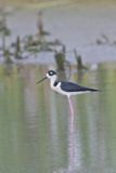 Black-necked Stilt, Himantopus mexicanus