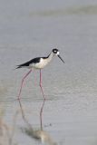 Black-necked Stilt, Himantopus mexicanus