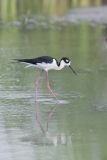 Black-necked Stilt, Himantopus mexicanus