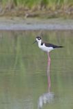 Black-necked Stilt, Himantopus mexicanus
