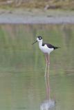 Black-necked Stilt, Himantopus mexicanus