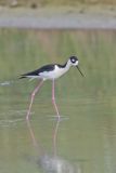 Black-necked Stilt, Himantopus mexicanus