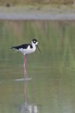 Black-necked Stilt, Himantopus mexicanus